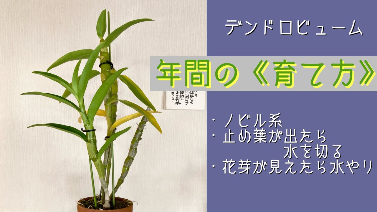 2024年11月13日　デンドロビューム　《ノビル系の育て方》　成長期から冬の水やり迄（東京基準）　デンドロは日本の気候に適したラン　育てやすく丈夫で良く増える　お買得品の出回る季節“秋〜冬”