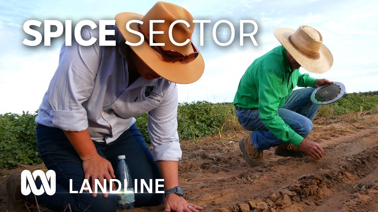 Australia's spice industry to start supplying locally grown sesame from 2025 🔥 | ABC Landline