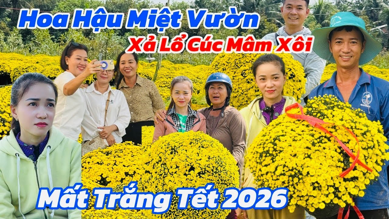 ✅Em Gái Xinh Như Hoa Hậu Khóc Ngất Mượn Tiền Ngân Hàng Vì Cúc Mâm Xôi Nở Sớm Tết 2026