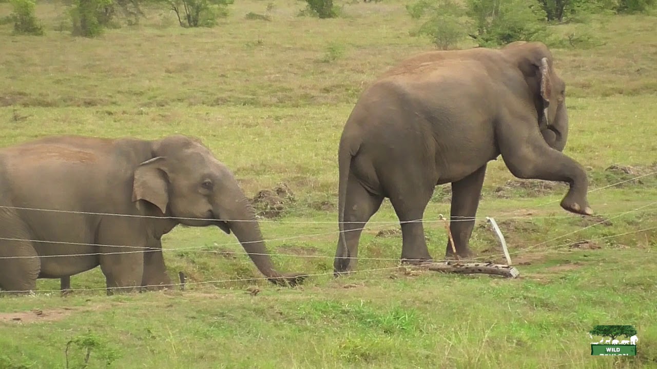 Elephant Herd Breaking the electric fence