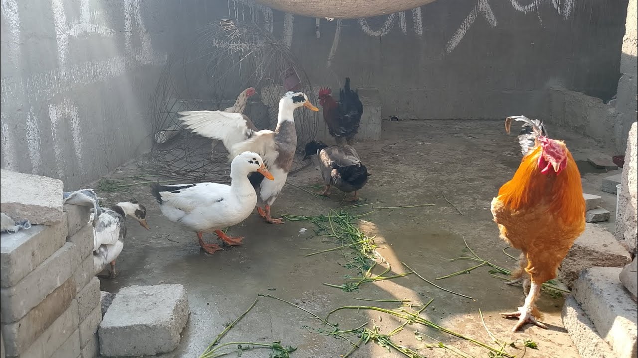 Murgi aur bacche murgi aur bacche aur lal but 👍🐔🦆