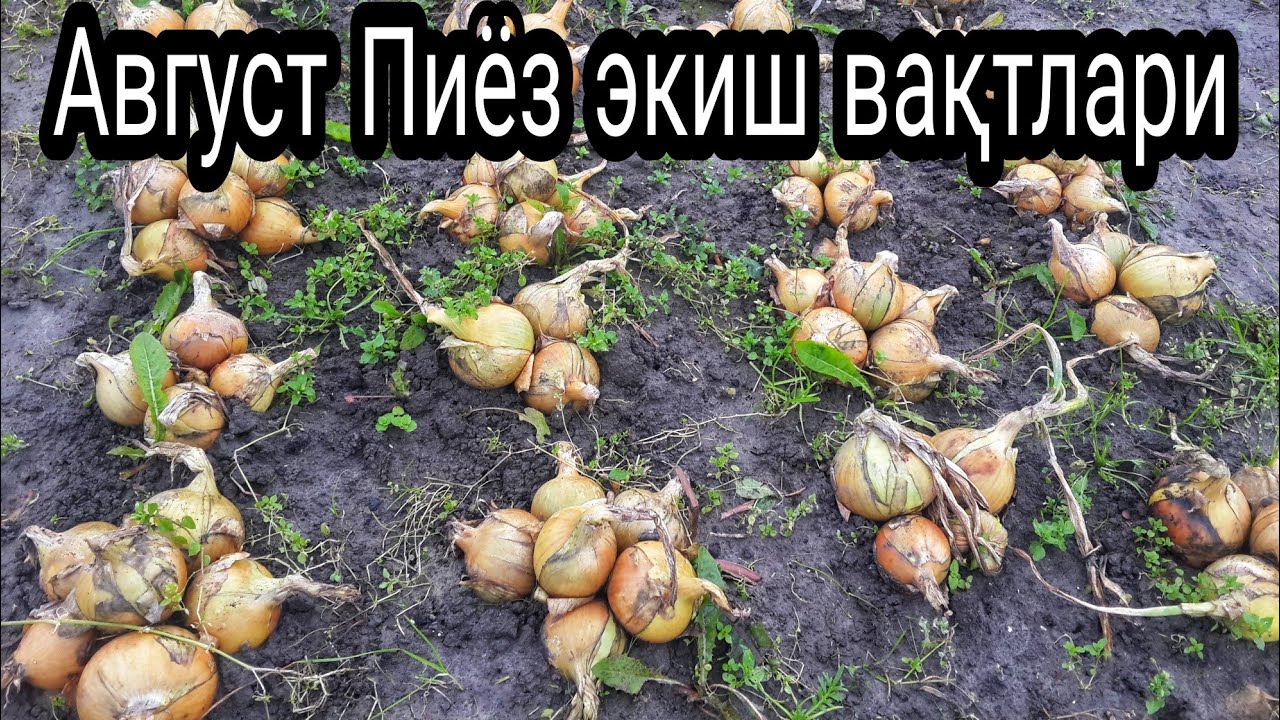 АВГУСТ ПИЁЗ УРУҒЛАРИ ҚАЧОН ЭКИЛАДИ ?