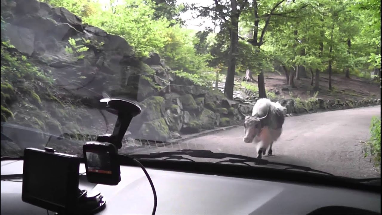 Safari de Peaugres