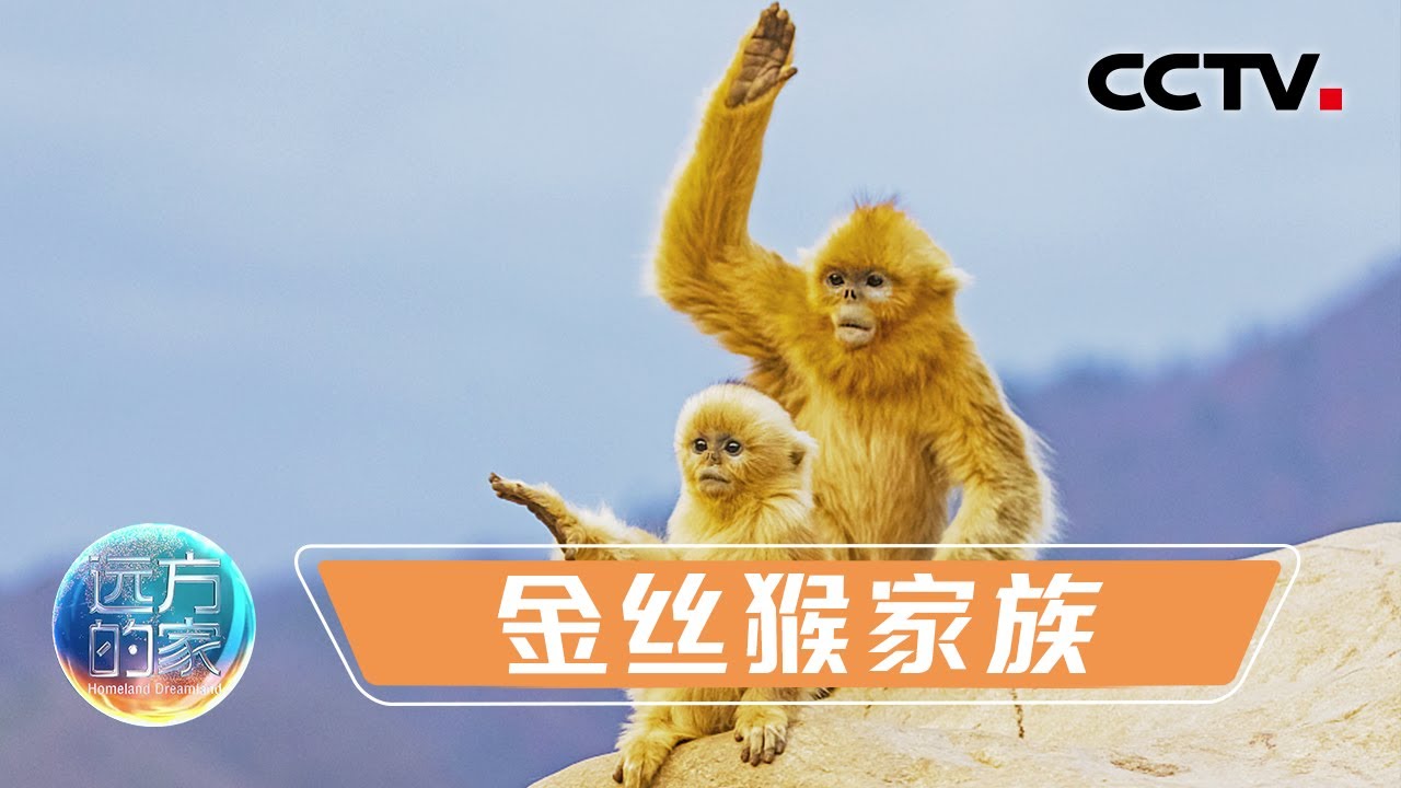 滇金丝猴、川金丝猴和黔金丝猴有啥不一样？神奇动物在中国 华丽的金丝猴家族 20220330 |《远方的家》CCTV中文国际