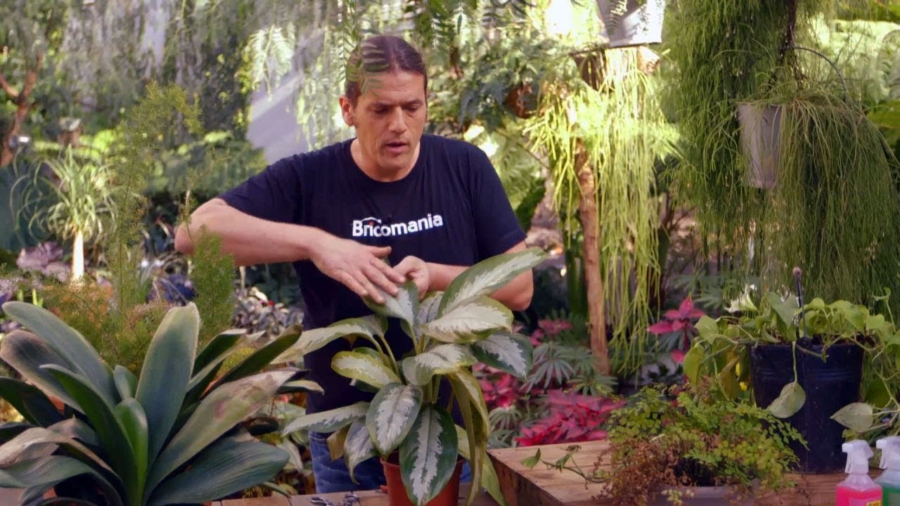 Cómo recuperar las plantas tras una helada - Bricomanía - @Jardinatis