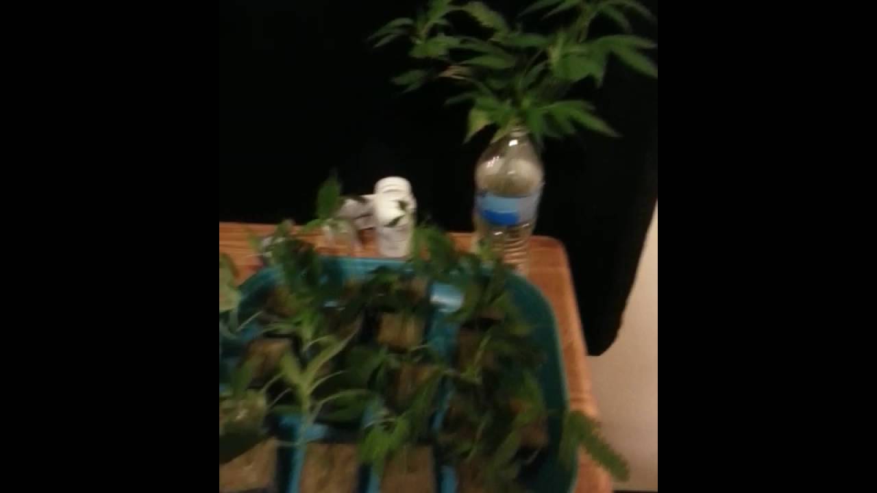 3x3 grow tent Blueberry cookies clones