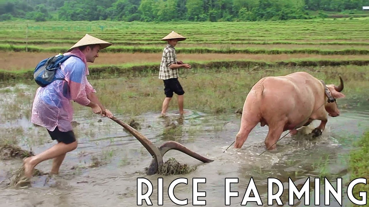 I'M A RICE FARMER! 🍚 // Luang Prabang, Laos (w/ Backstreet Academy and the Living Land Farm Laos)