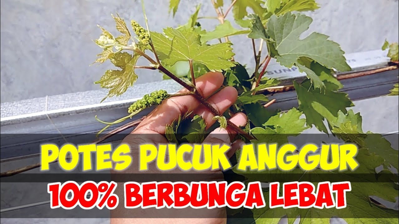Cara Terbaik Membuahkan Anggur Dengan Potes Pucuk