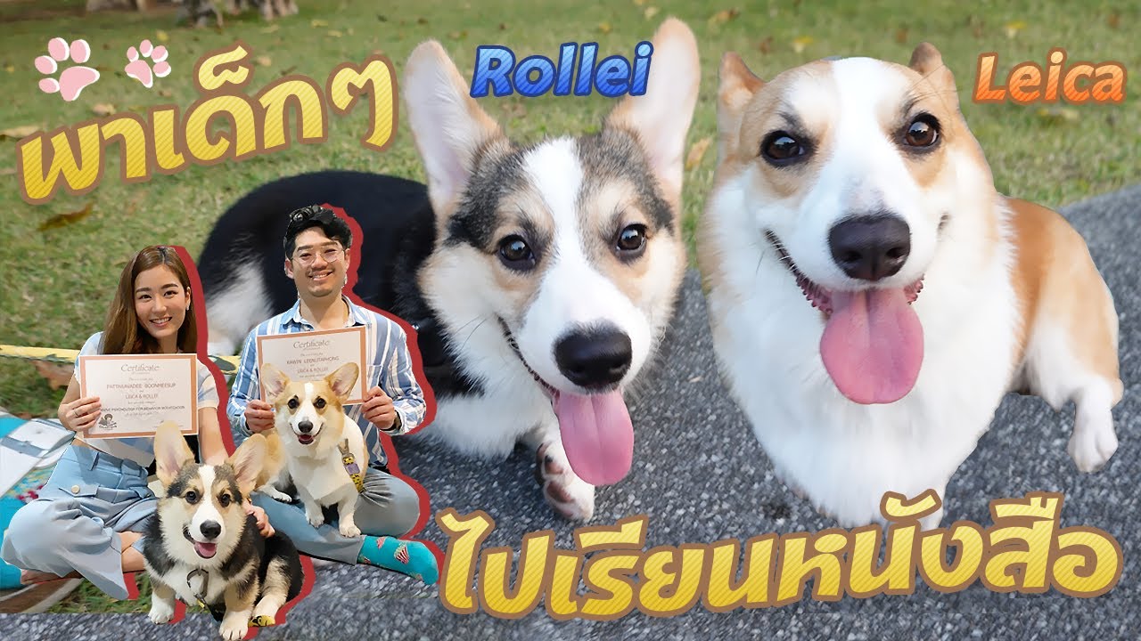 ดัดนิสัยหมาซน พาเด็กชาย Rollei ฝึกหนัก🐶🐾 | Pawfect time | EARNPATT.♡