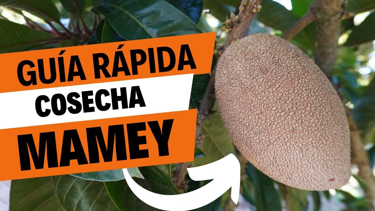 Guía rápida para la cosecha de mamey