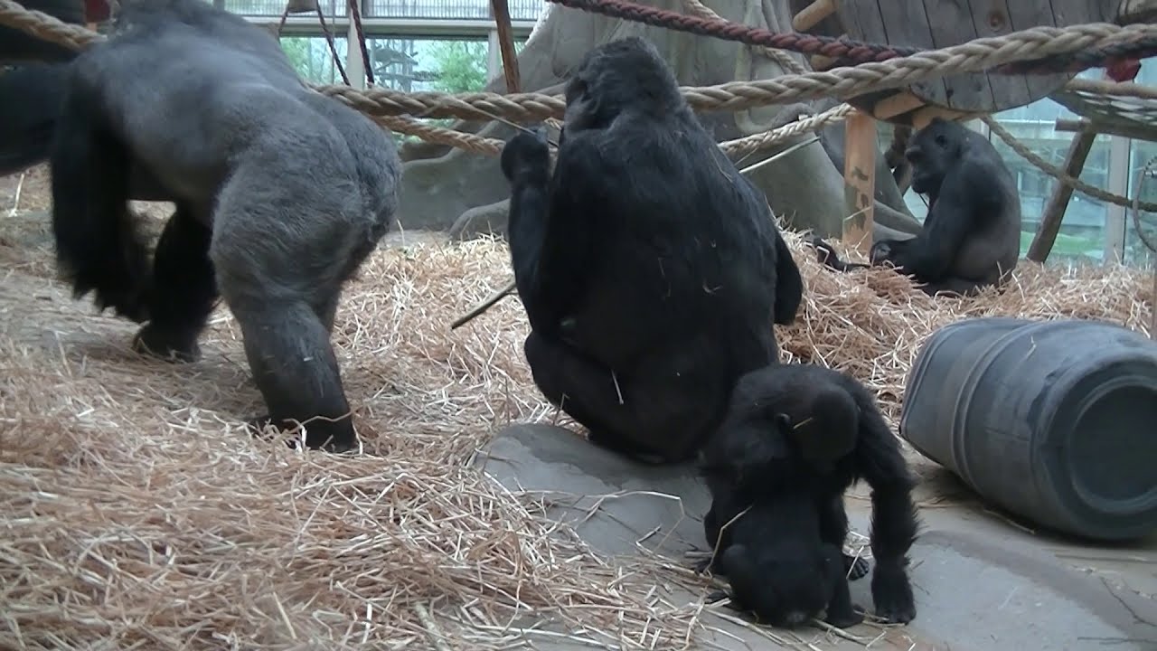 Another video of Thandie and Vizazi
