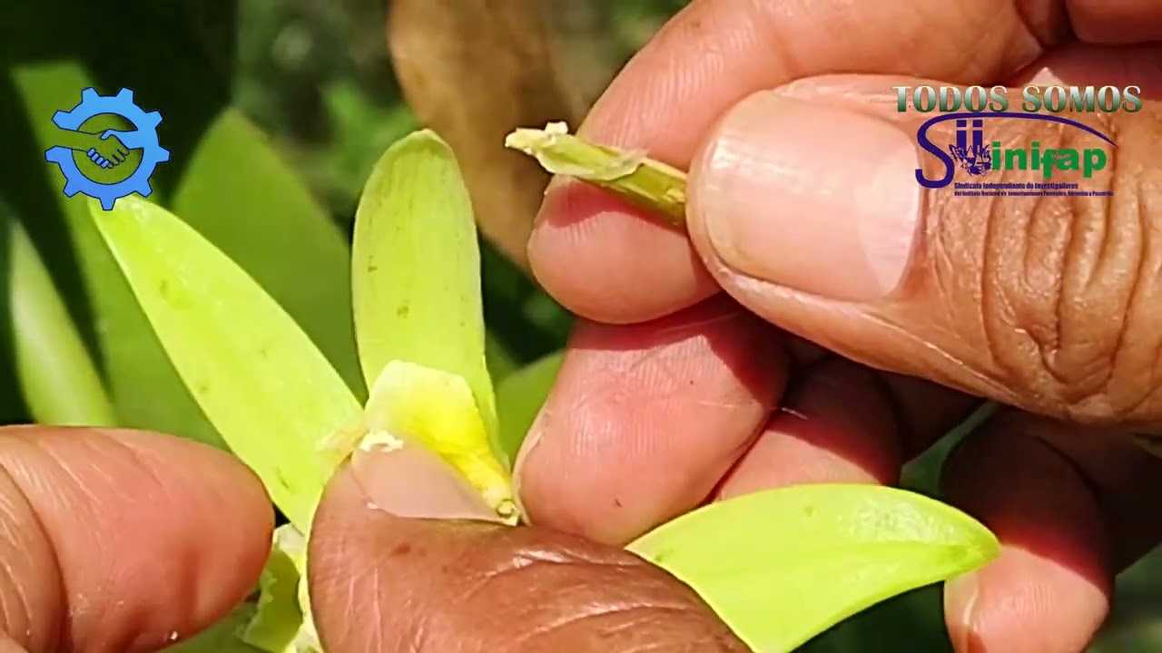 POLINIZACION DE VAINILLA