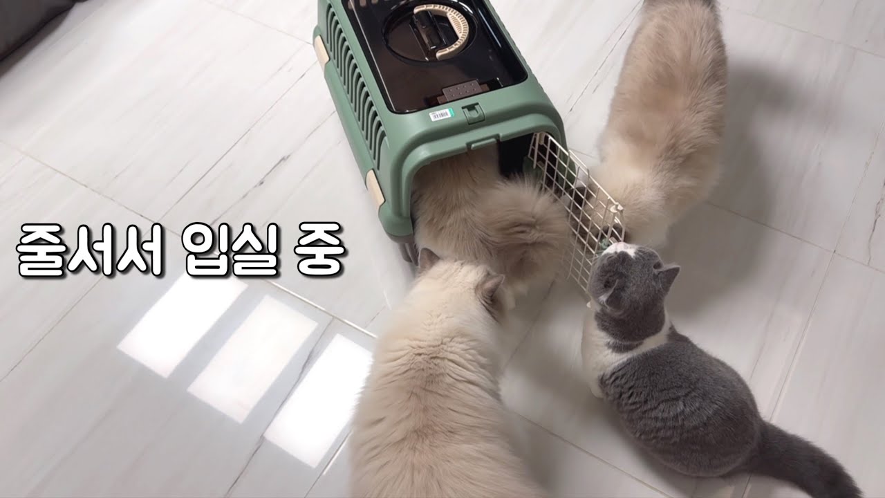 집사를 홀리는 먼치킨 아기고양이  |  이동장으로 냥글냥글 입실 중