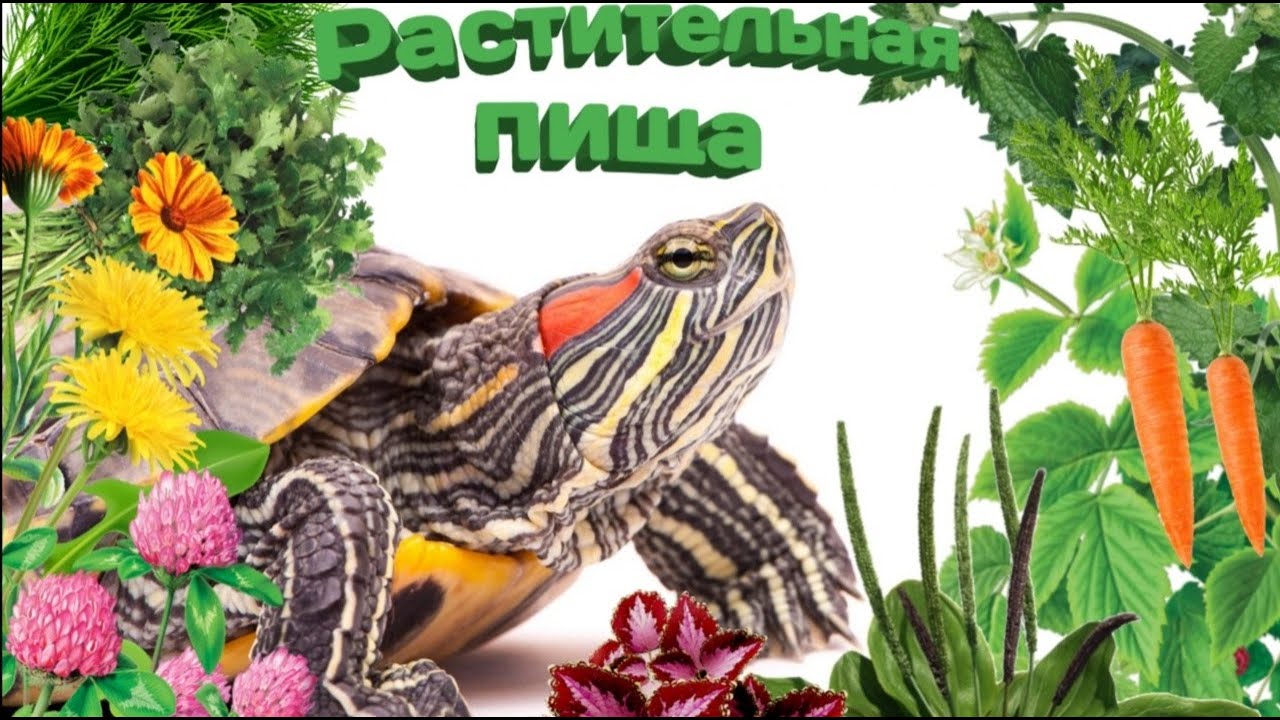 Рацион питания красноухих черепах. Растительная пища