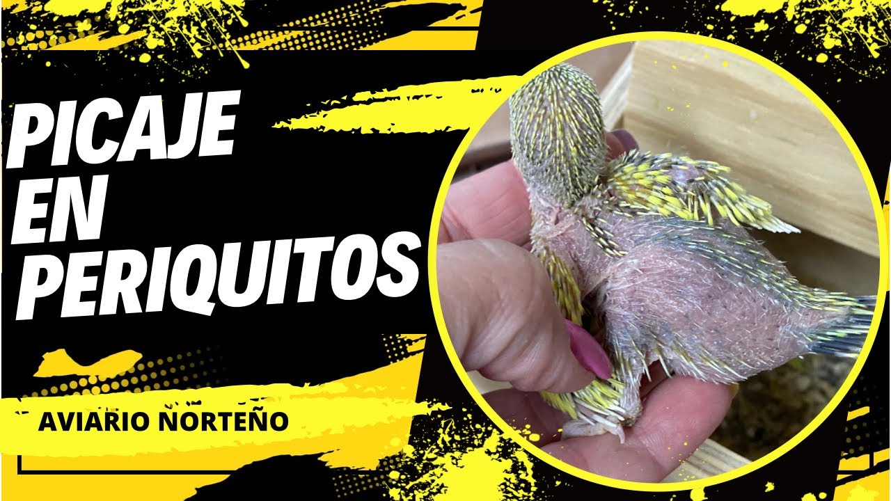 Picaje en periquitos, que hacer??🤔