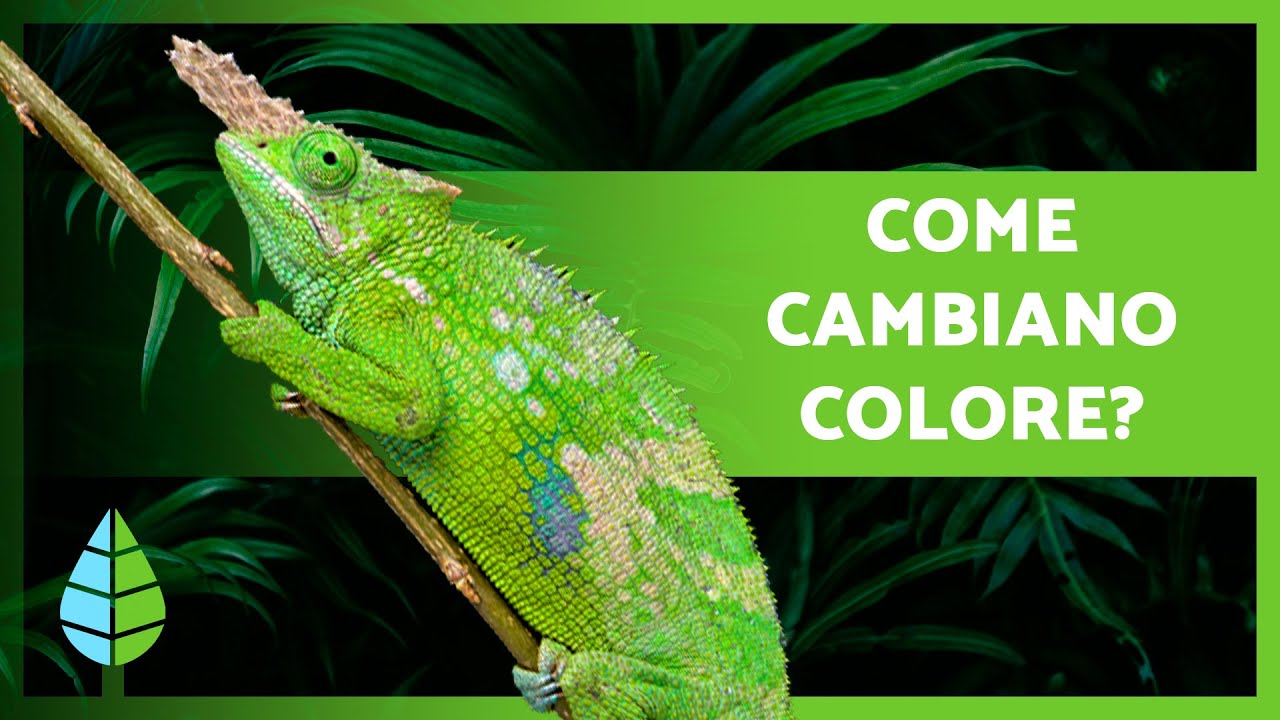 Perché i CAMALEONTI CAMBIANO COLORE? 🦎 Come fanno?