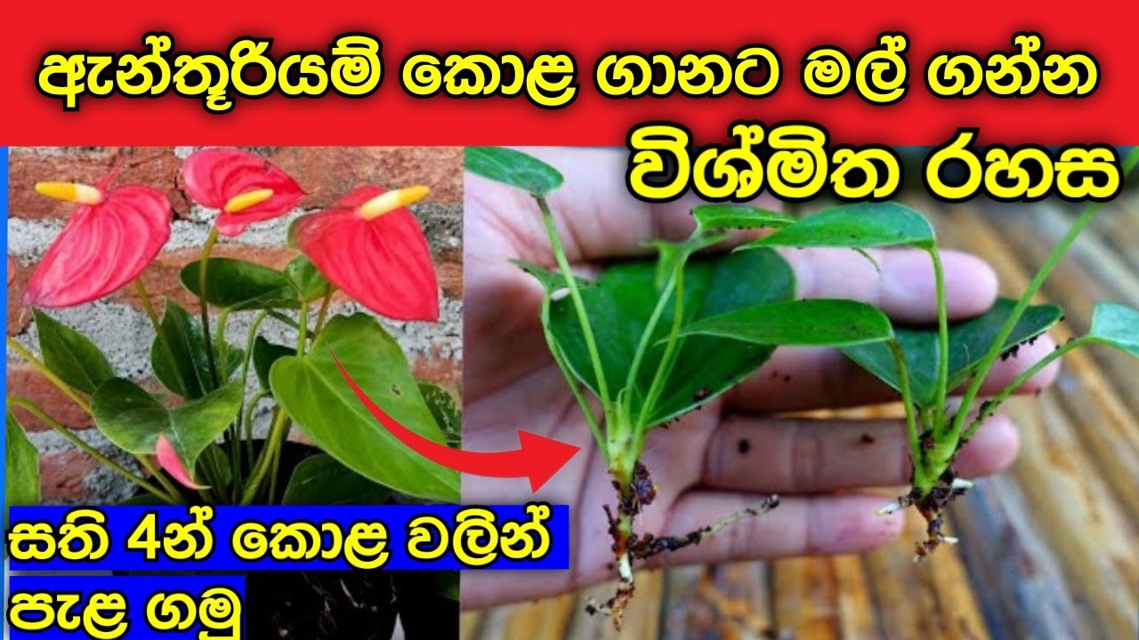 ඇන්තූරියම් කොළ වලින් පැල ගන්න පුලුවන් විශ්මිත රහස|How to propagate Anthurium plant from leaves