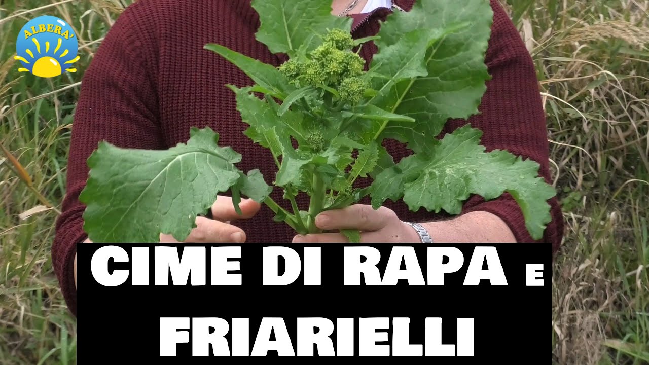 (CIME DI RAPA e FRIARIELLI FAVOLOSI) dalla SEMINA alla RACCOLTA TRUCCHI SEGRETI e CONSIGLI UTILI!
