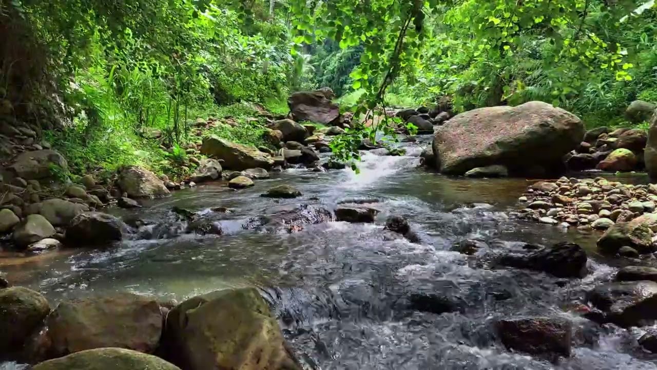 Soothing River Flow Surrounded by Lush Green Jungle Scenery