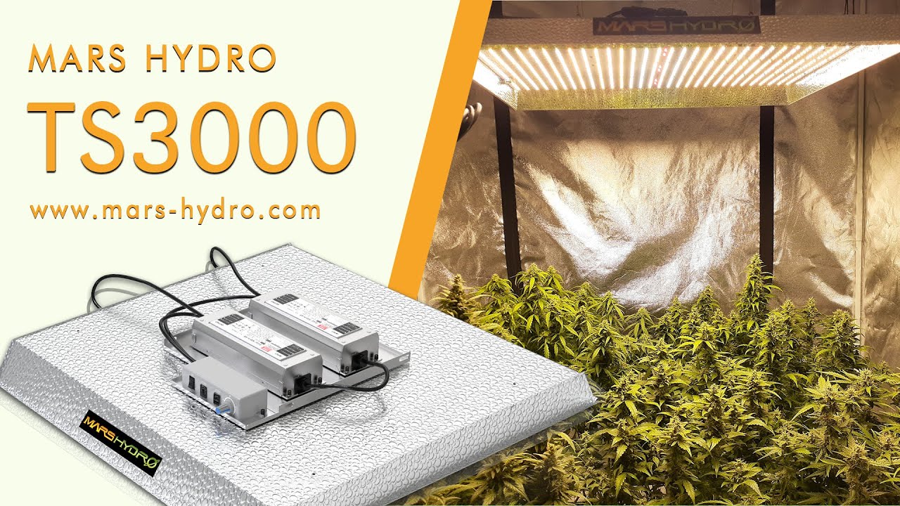 Indoor Growing under Mars Hydro TS3000 LED grow lights
