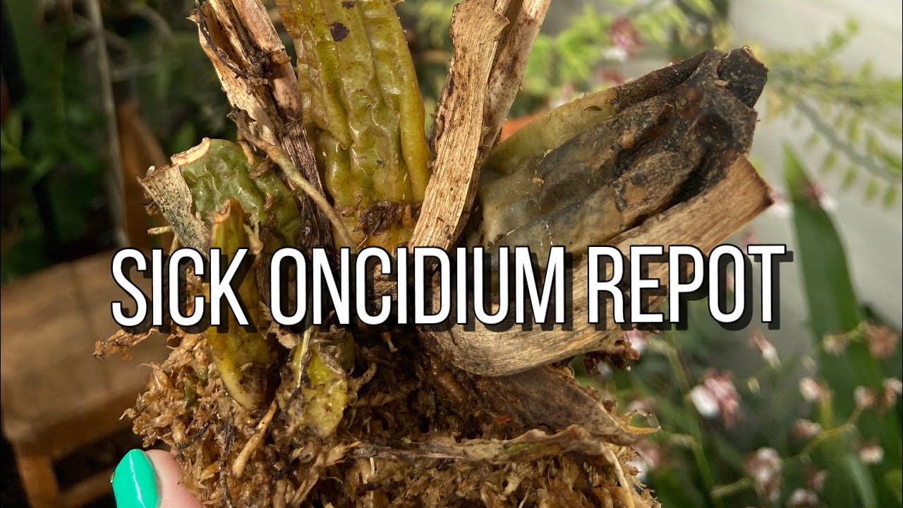 Repotting & Removing Dead Bulbs From Sick Oncidium Orchid. Orchid Care For Beginners.