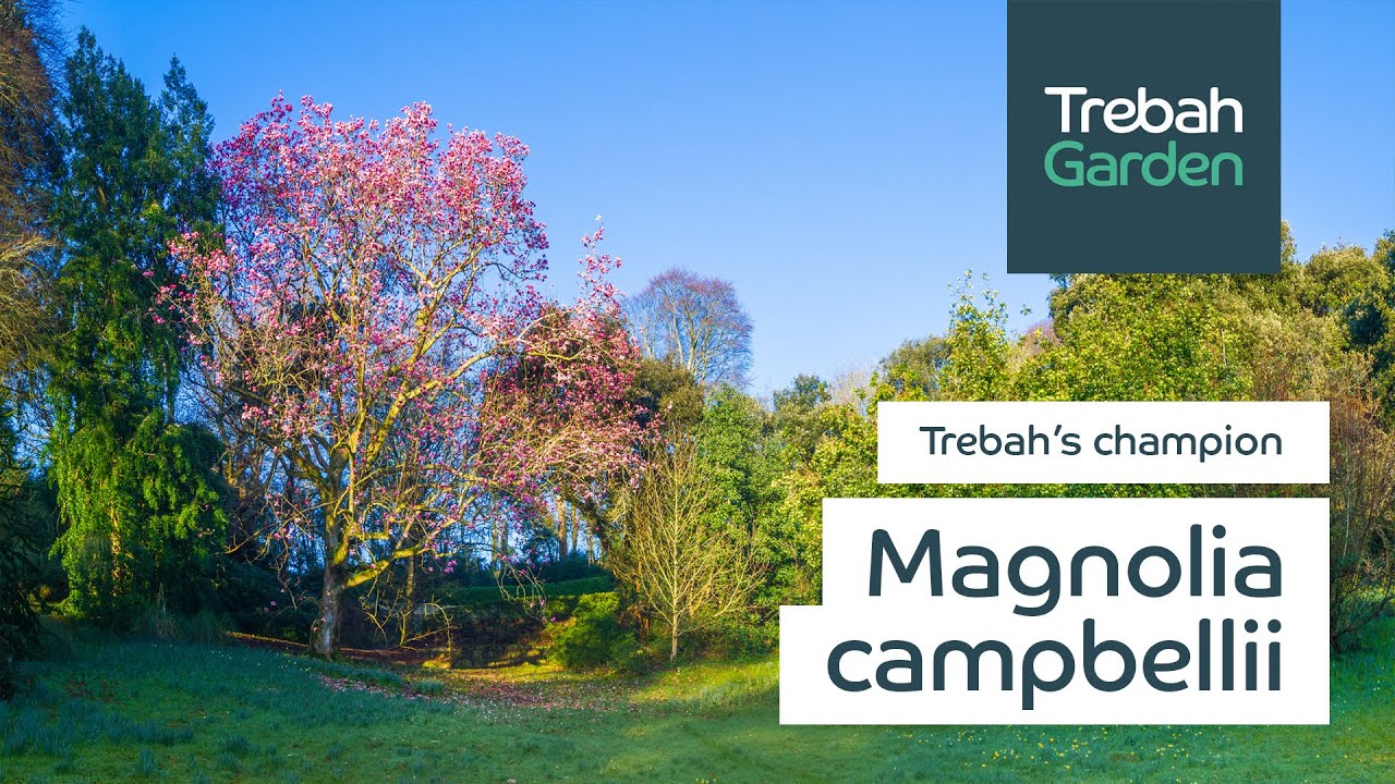 Magnolia campbellii, Trebah's Spring Champion | Spring Story 2021