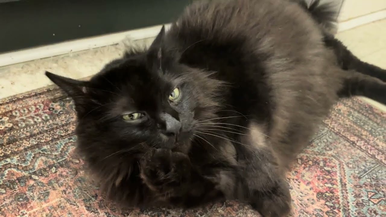 Magnificent Marvin Marvelously plays with me