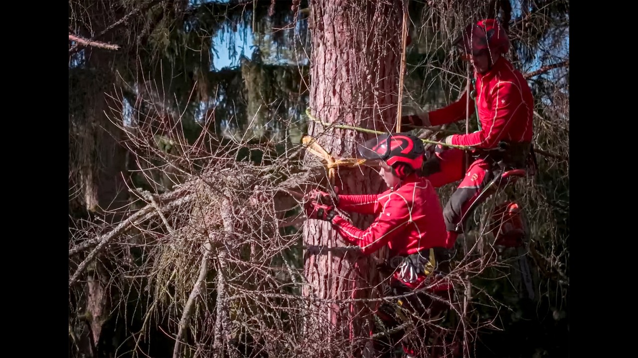 Jevany kácení modřínů