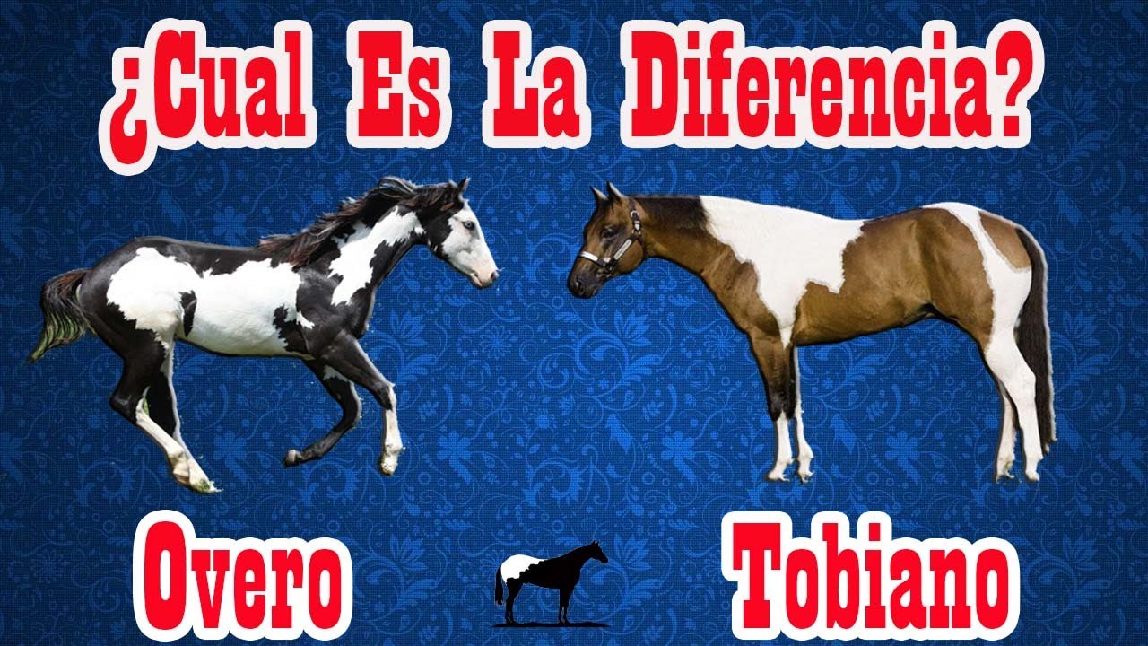Todos Los Pelajes Pintos En Caballos 🐴-Del Cerro Soy