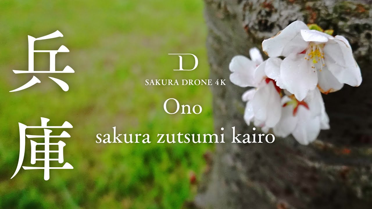 [桜ドローン撮影4K] 兵庫県小野市おの桜つづみ回廊｜桜ドローンプロジェクト
