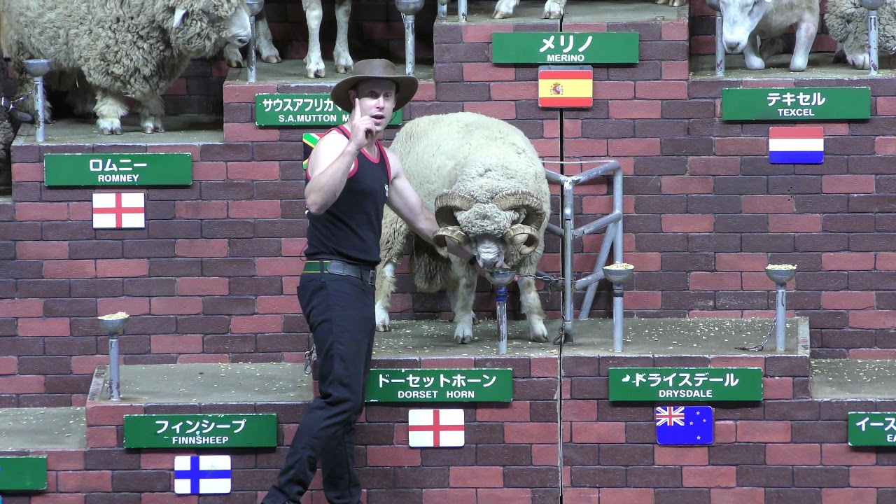 シープショー (マザー牧場) 2018年6月30日