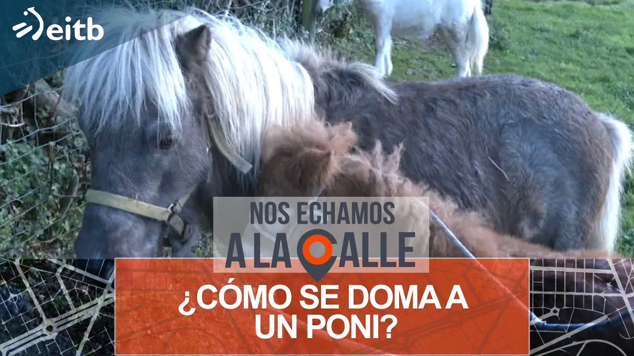 ¿Cómo se doma a un poni?