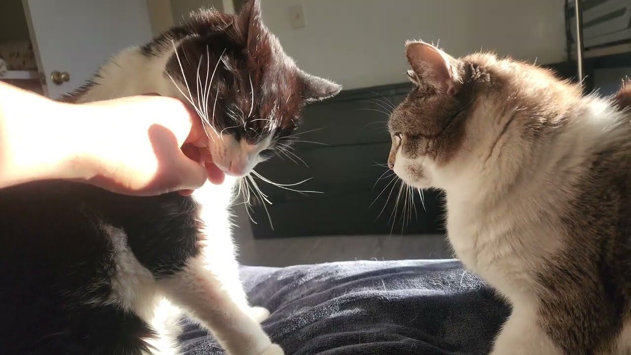 [1452] Human stops cat fight and gets bitten