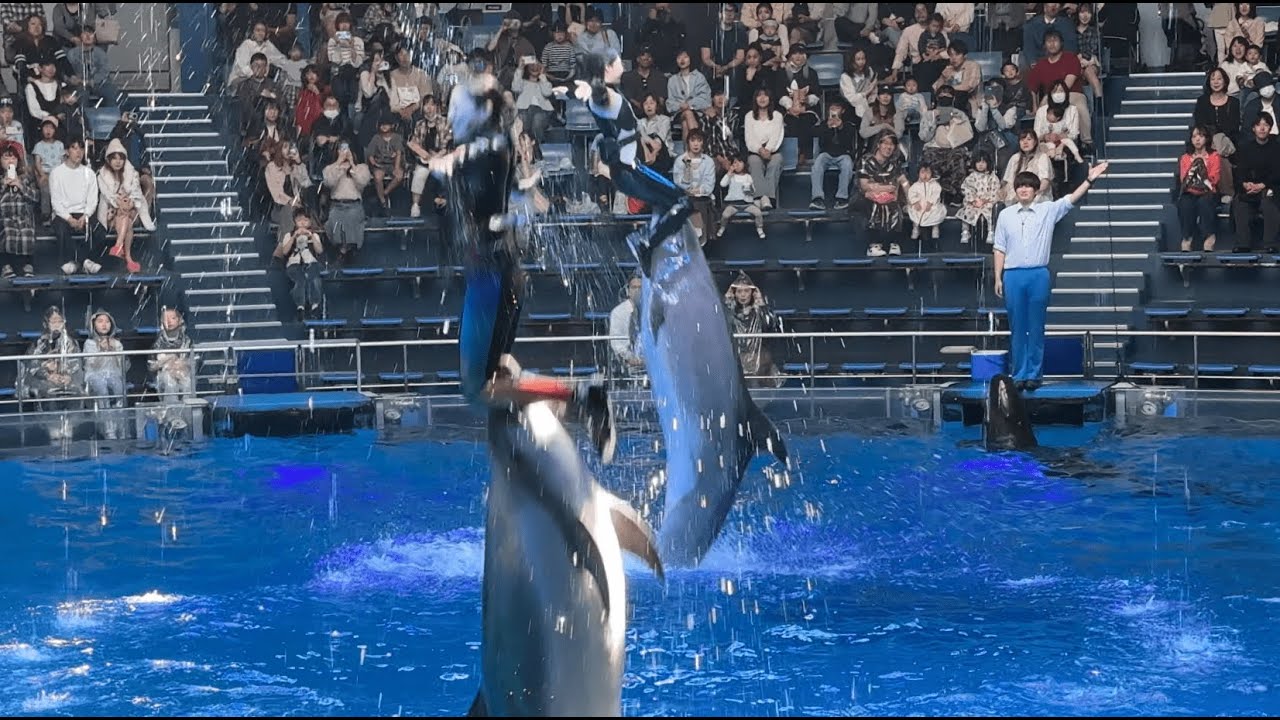 マクセルアクアパーク品川 水族館 イルカショー アトラクション 昼.ver NAKED FLOWER AQUARIUM「Dolphin Weather Live！ 晴れVer」※2025.04.27
