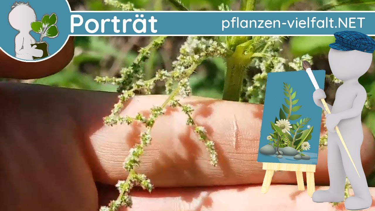 🖼️ Porträt 102 - Große Brennnessel (Urtica dioica) - Wildpflanzen-Steckbrief (Essbar)