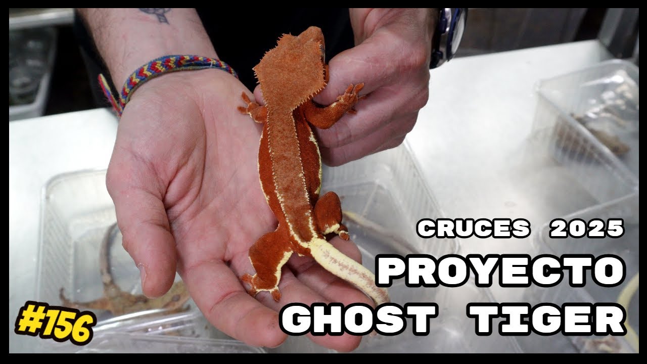 Nuestros cruces de Correlophus ciliatus para 2025 : El proyecto Ghost Tiger 🦎🔥 | KANAKY VLOG #156