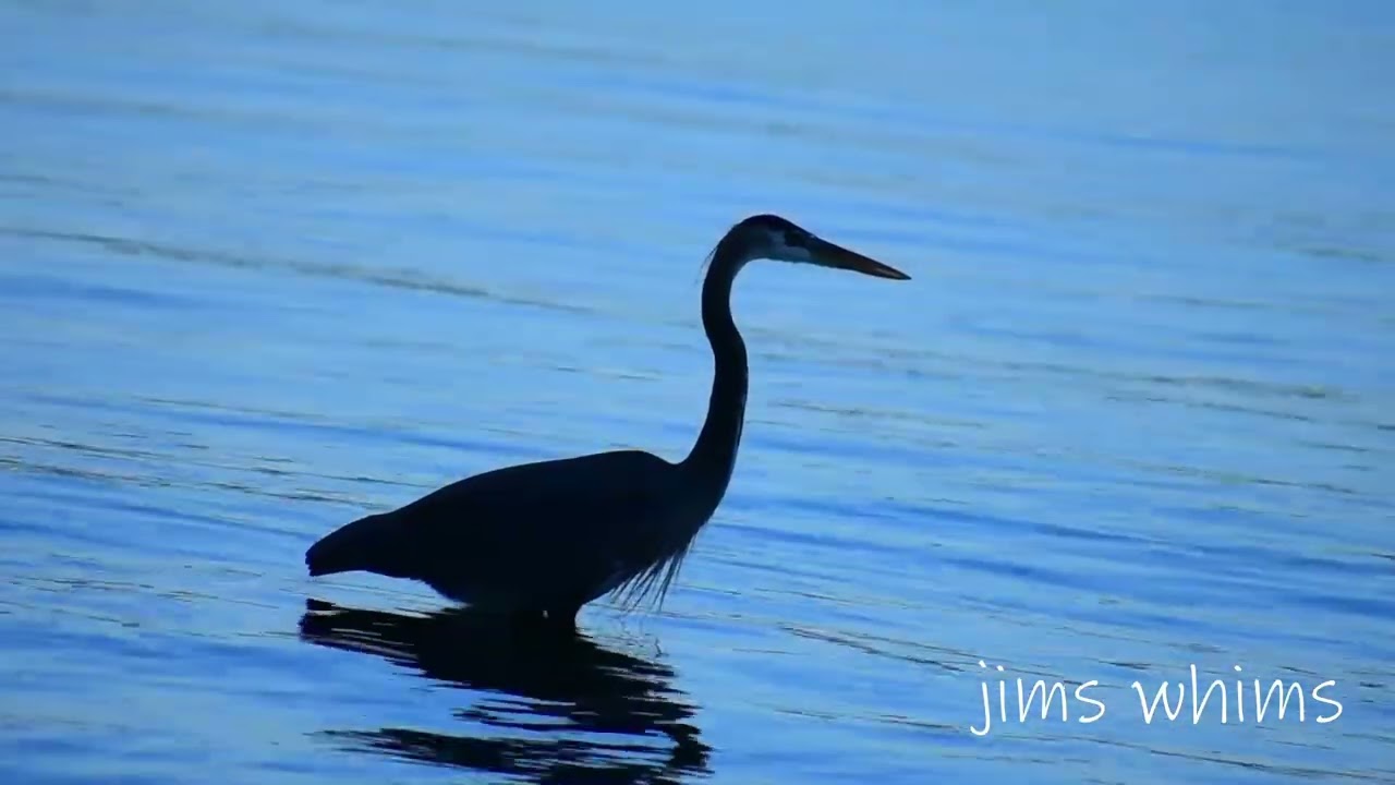 Bird Tales: Silhouette Appearance Great Blue Heron