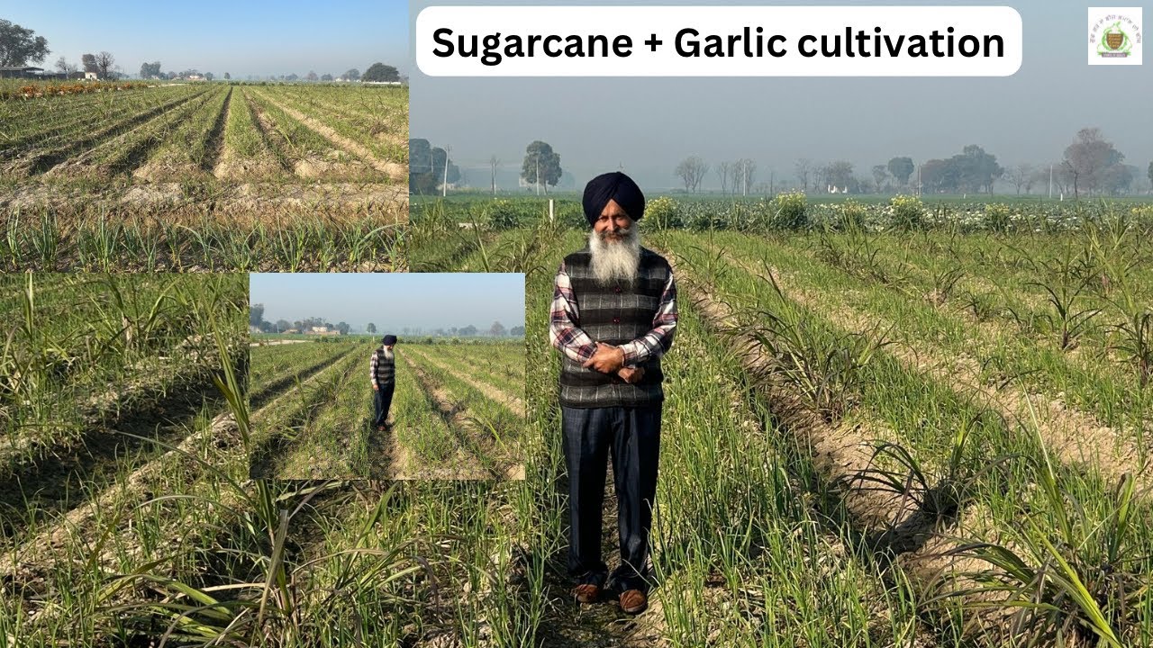Cultivation of sugarcane and Garlic at shankar farm by Good grow method