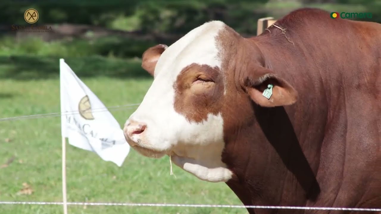 PARCERIA DE VALOR | Cabanha Santa Camila: Tradição em Campeões Braford com Nutrição Camera