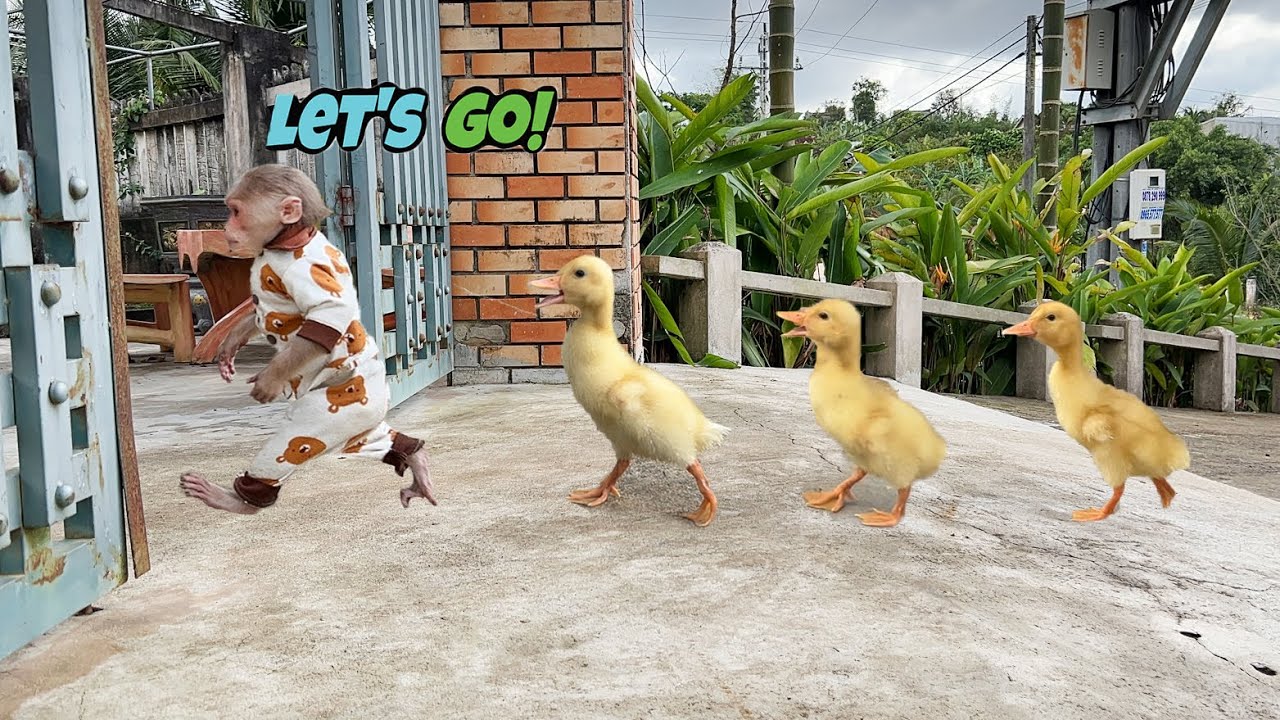 old memories videos! Monkey Luk hide from dad  brings duckling home