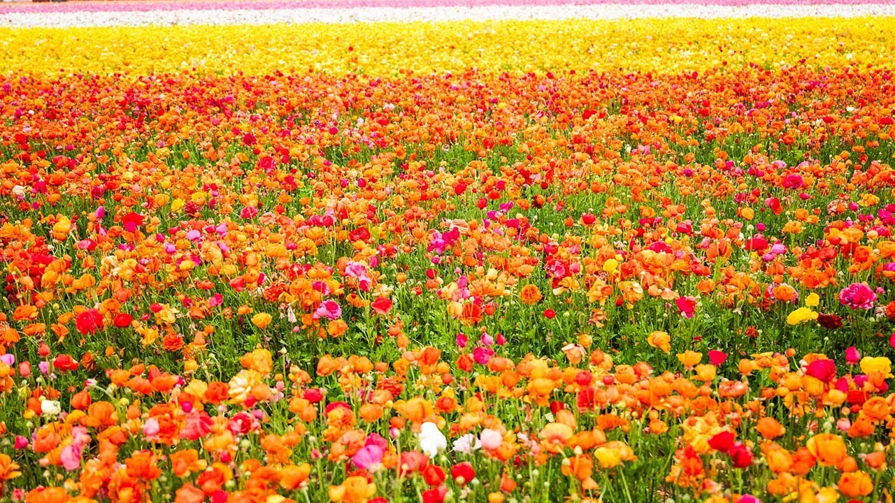 Let's Visit The Flower Fields: A Tapestry of Color on the California Coast
