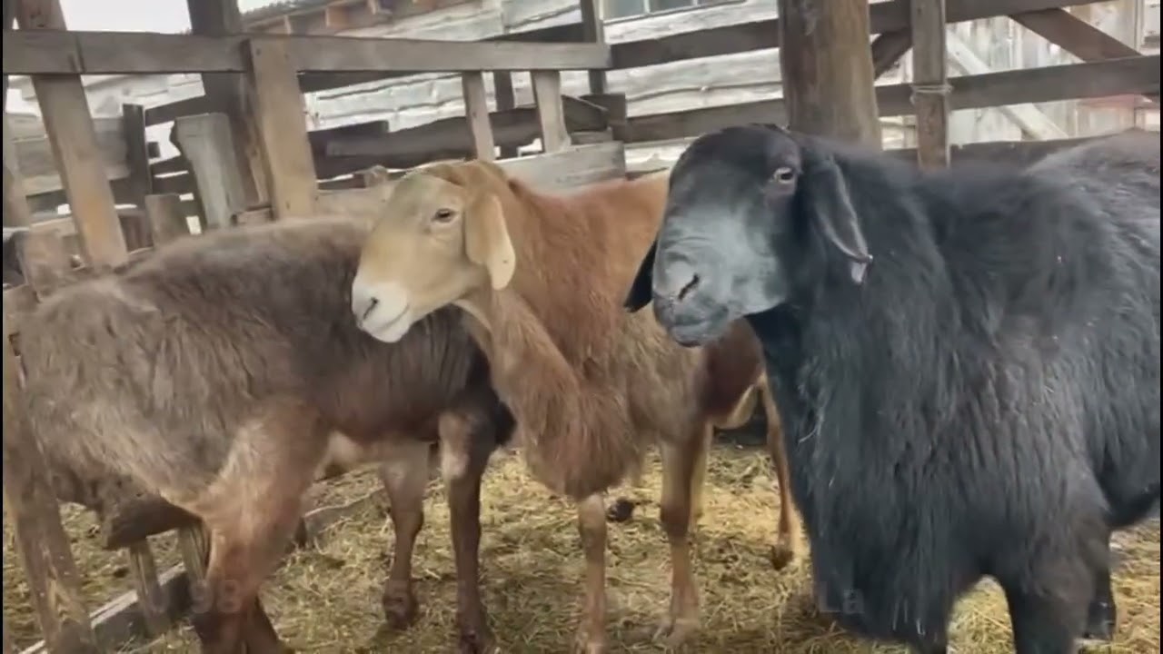 Гиссарские овцы и аборигенные САО саги дахмарда в ф/х Петровича, Украина