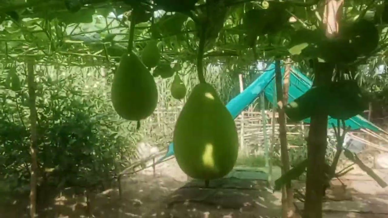 लौकी के खेती से कमाए लाखो kheti kishani #farming #farming 