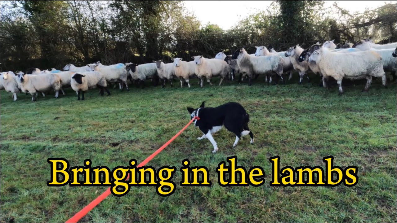 Feeding ewes, bringing in lambs, fencing, all in a day’s work!!?