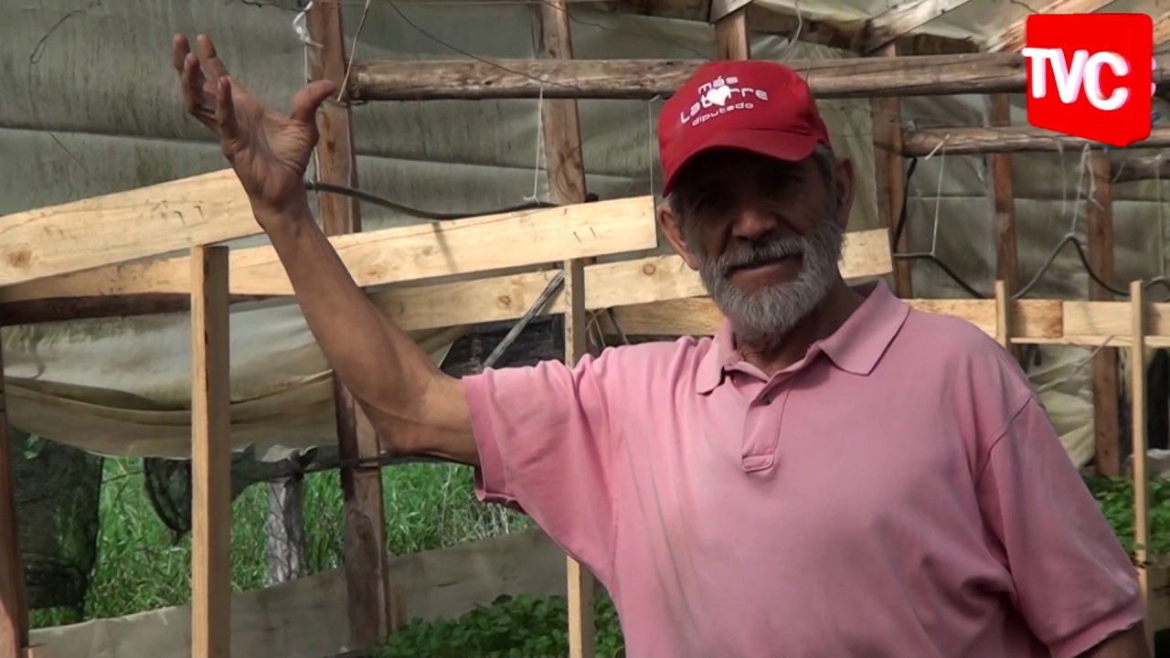 GESTOR DEL TOMATE ROSADO SIN TRANSGÉNIA Y AGROQUIMICOS DE PEUMO