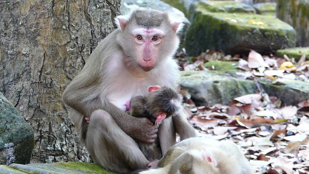 Loyce monkey to takey on nursing for old brother,  and on her hand keep