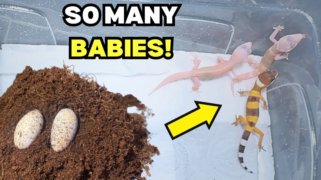 OUR BABY GECKOS HATCHED!!