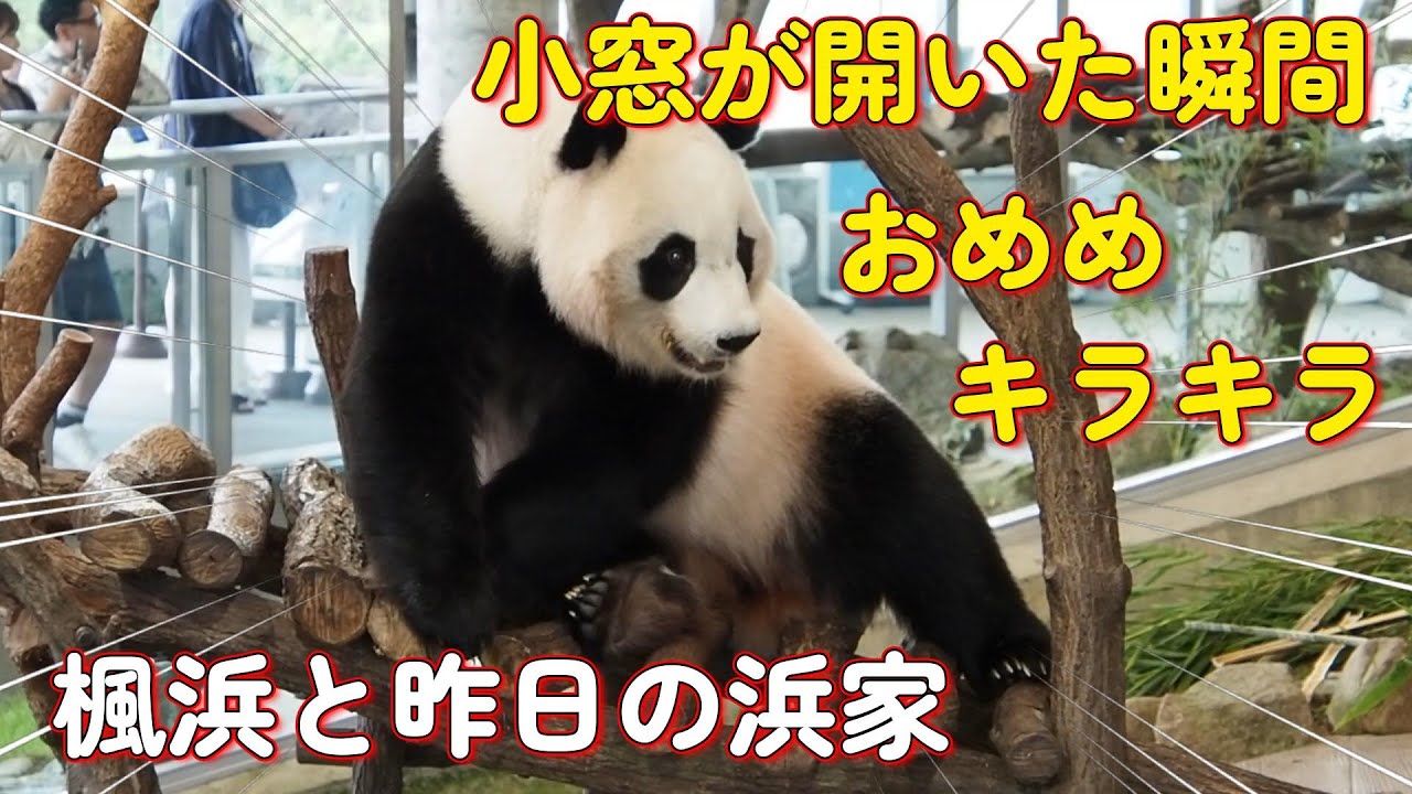 【楓浜、小窓が開いた瞬間のキラキラおめめと食欲の秋の昨日の浜家】