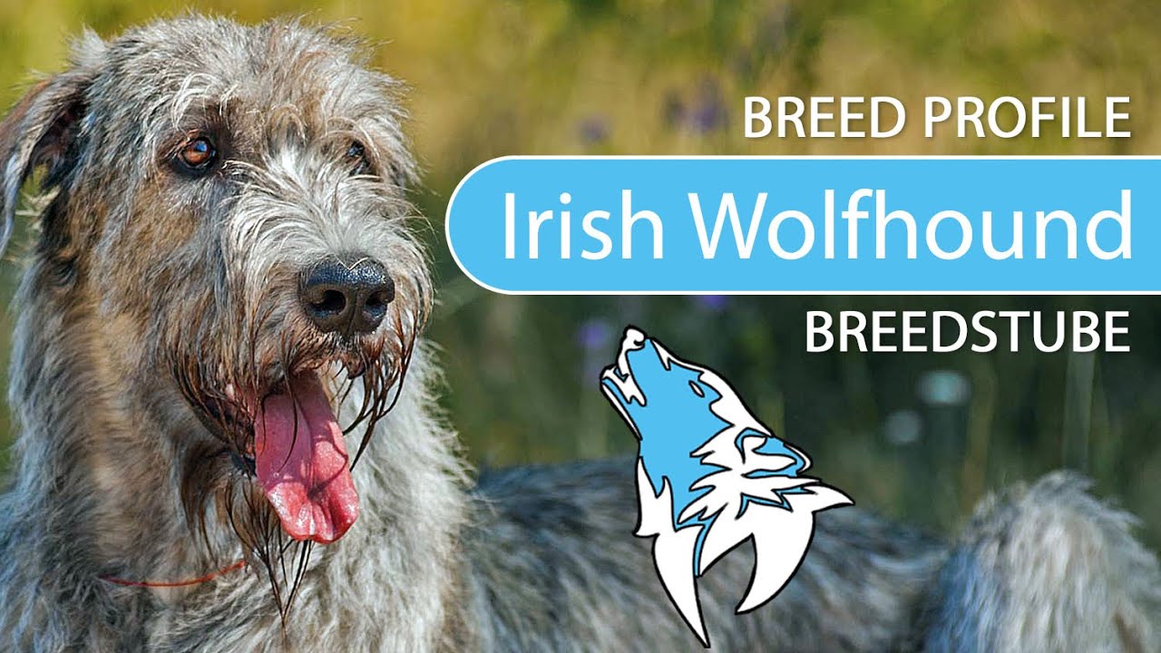 ► Irish Wolfhound Breed [2020] Temperament & Training