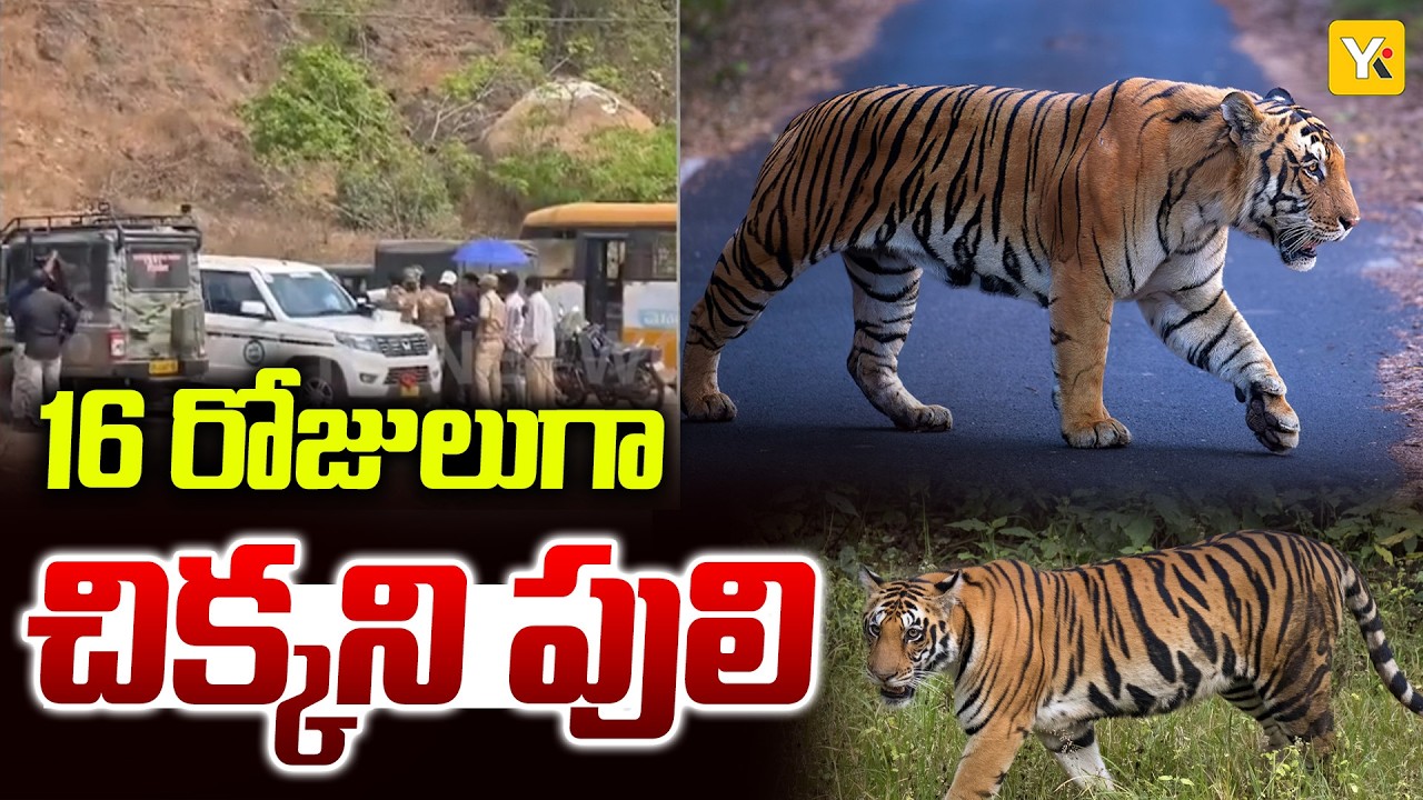 శంఖవరంలో పులి పంజా..! ఎప్పుడు ఏమౌతుందోనని టెన్షన్.| Prathipadu Tiger Movement Updates | YK TV